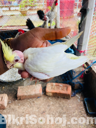 Cocateil Birds